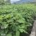 檫木杯苗裸根苗