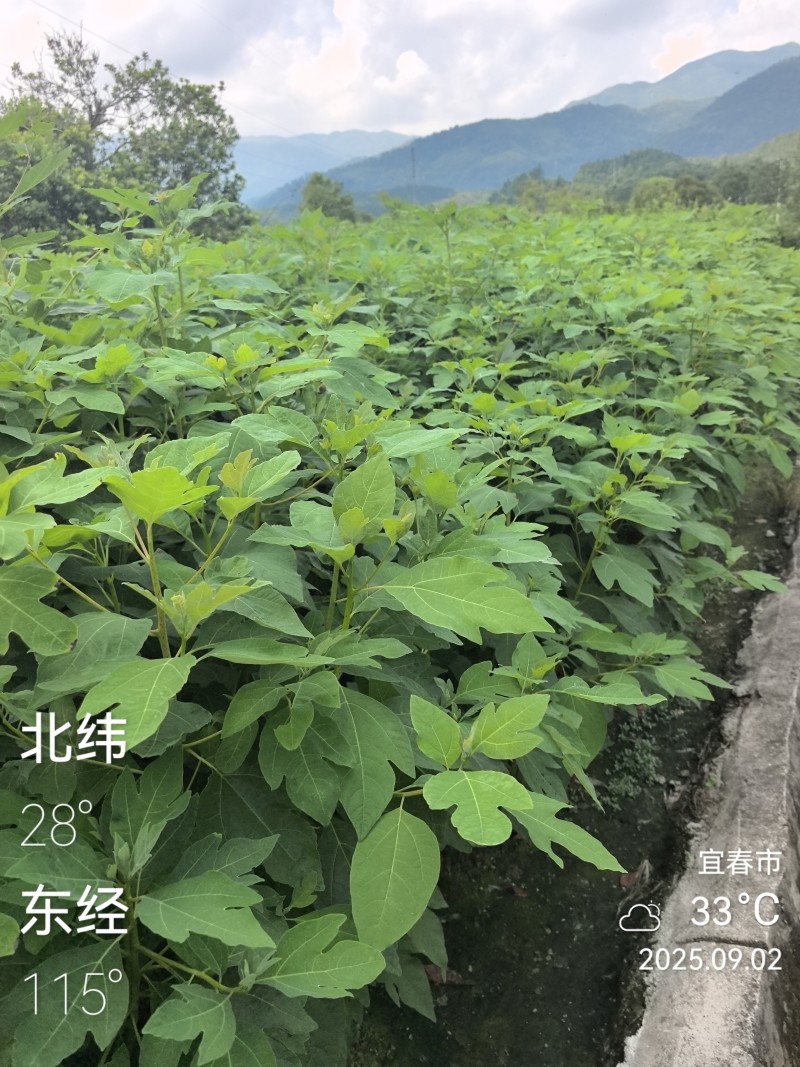 檫木杯苗裸根苗