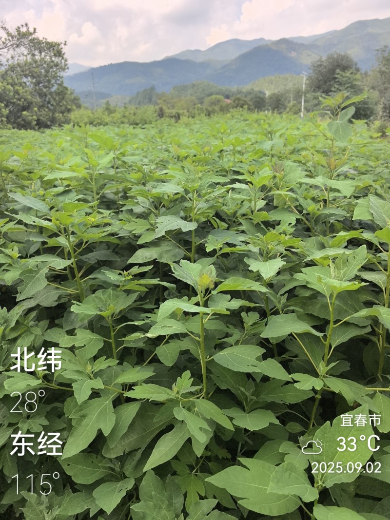 檫木杯苗裸根苗