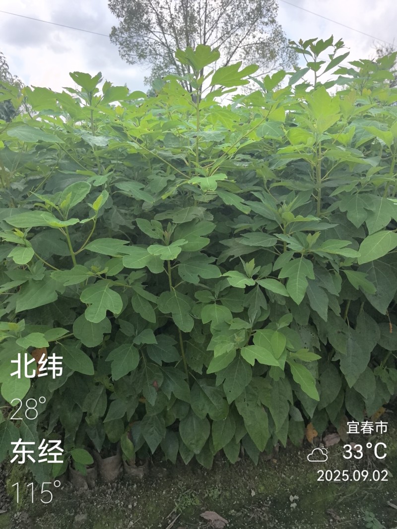 檫木杯苗裸根苗