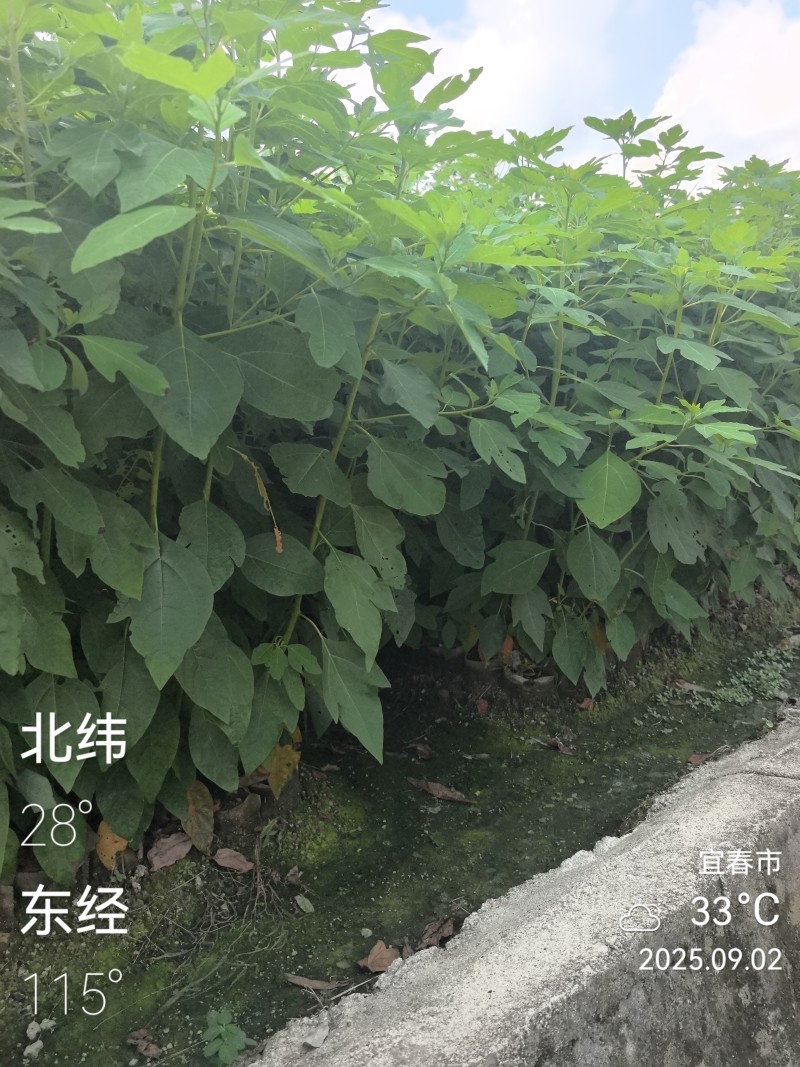 檫木杯苗裸根苗