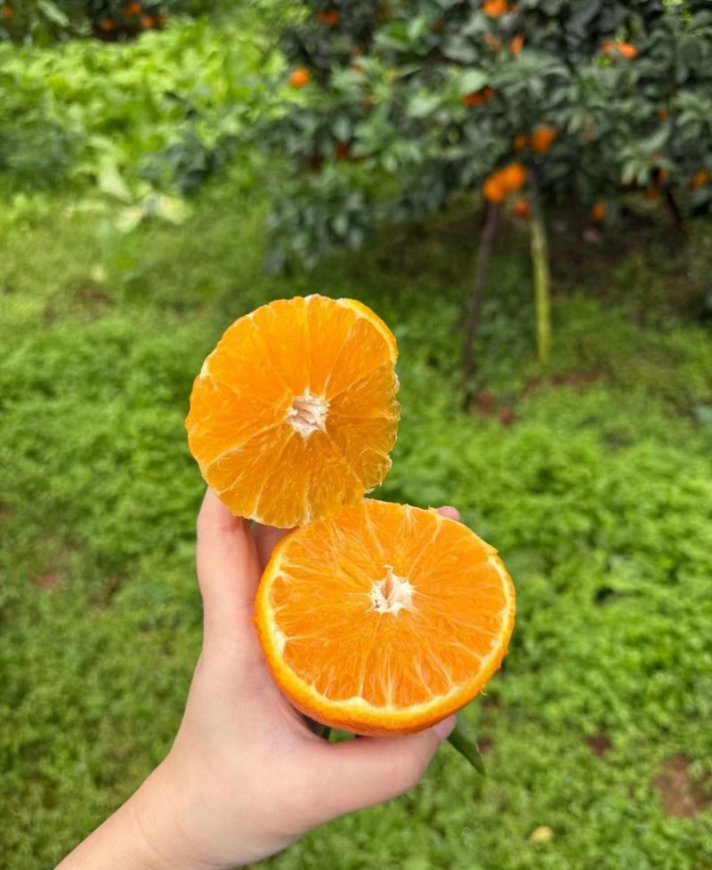 眉山爱媛