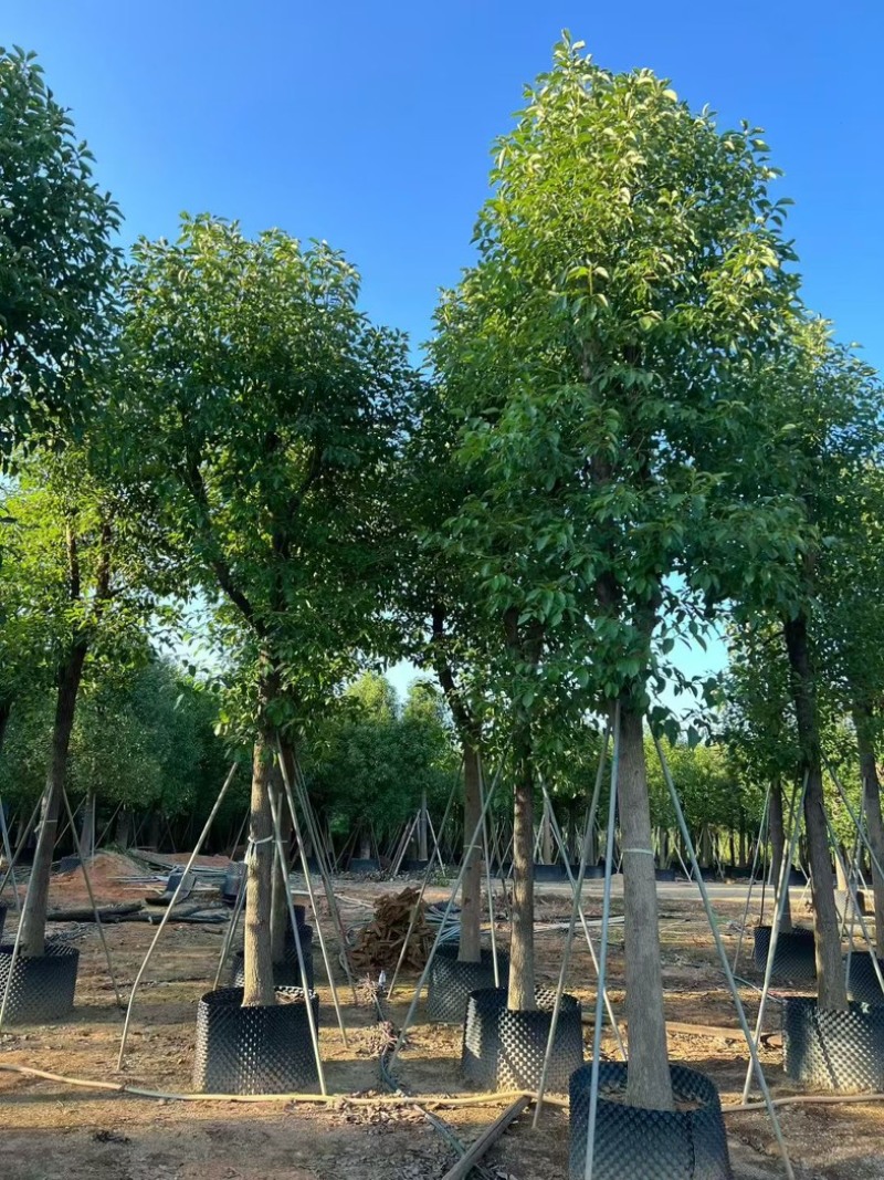 批发出售香樟12-15-18公分樟树假植苗香樟树苗