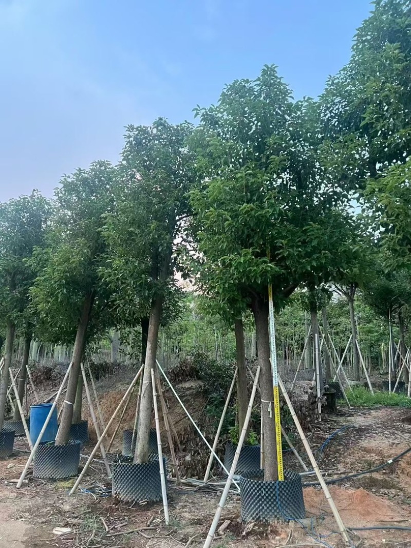 批发出售香樟12-15-18公分樟树假植苗香樟树苗