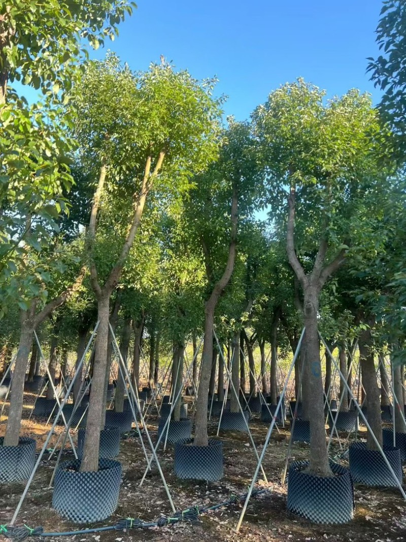 批发出售香樟12-15-18公分樟树假植苗香樟树苗