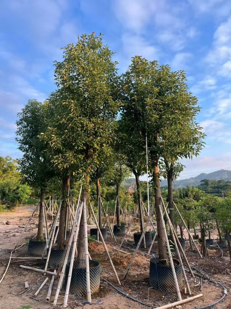 批发出售香樟12-15-18公分樟树假植苗香樟树苗