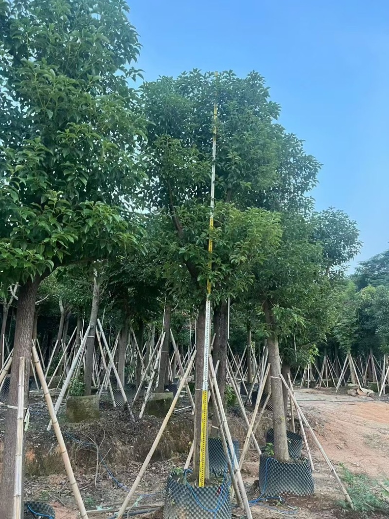 批发出售香樟12-15-18公分樟树假植苗香樟树苗