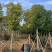 批发出售香樟12-15-18公分樟树假植苗香樟树苗