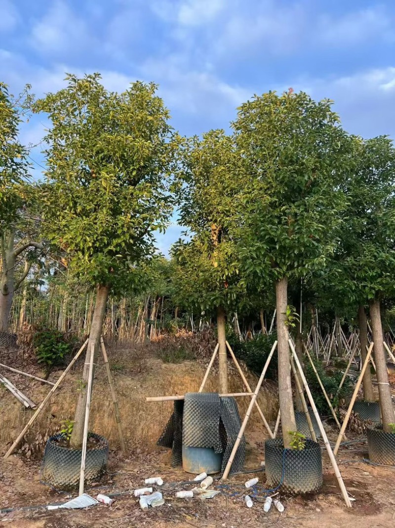 批发出售香樟12-15-18公分樟树假植苗香樟树苗