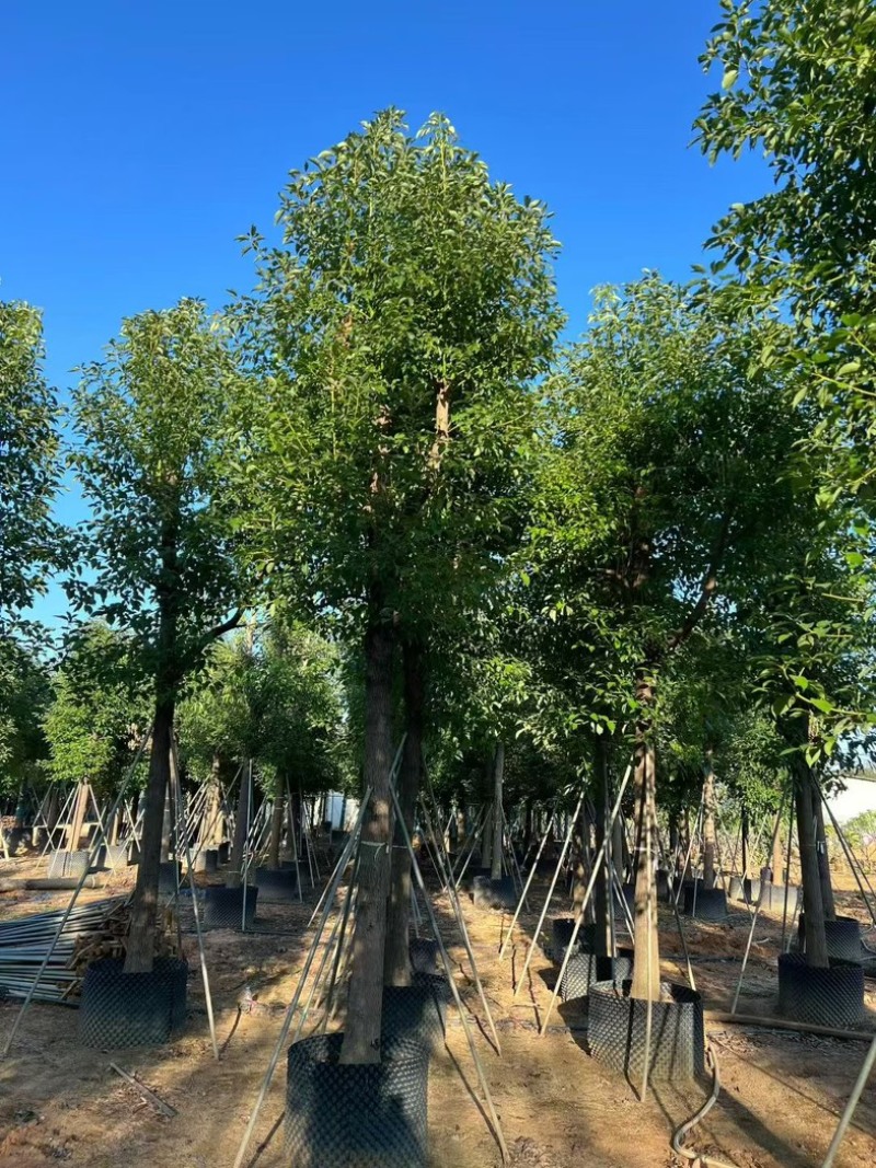 批发出售香樟12-15-18公分樟树假植苗香樟树苗
