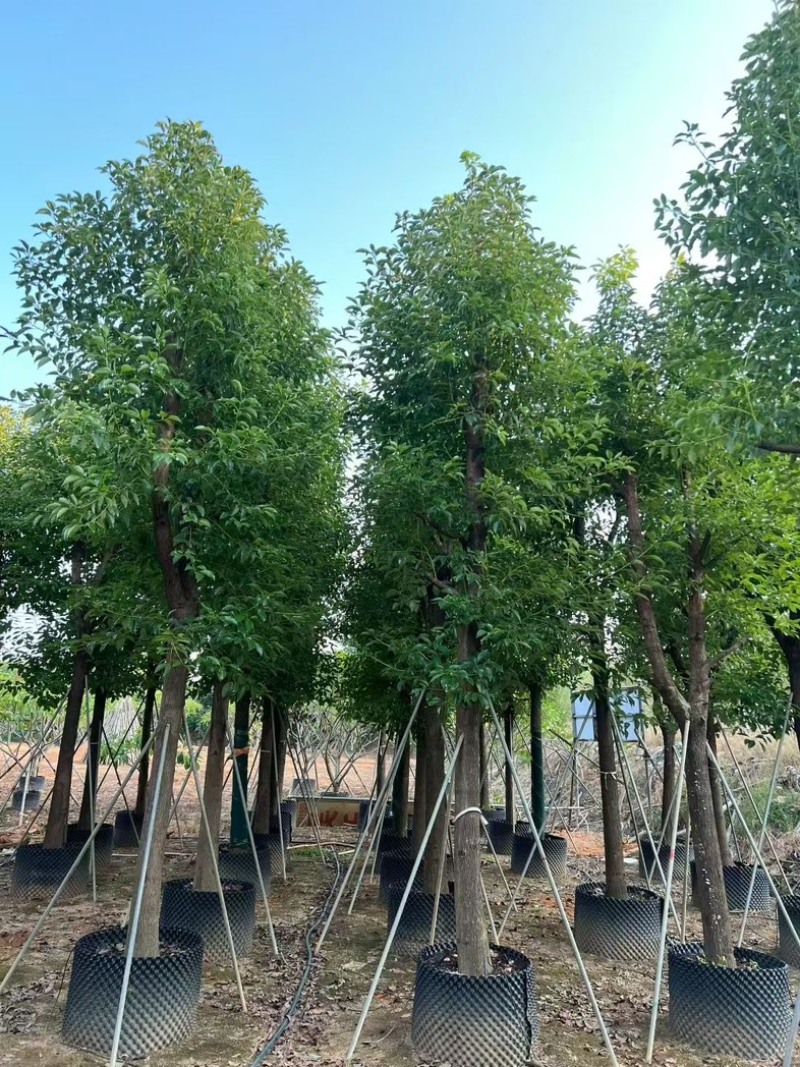 批发出售香樟12-15-18公分樟树假植苗香樟树苗