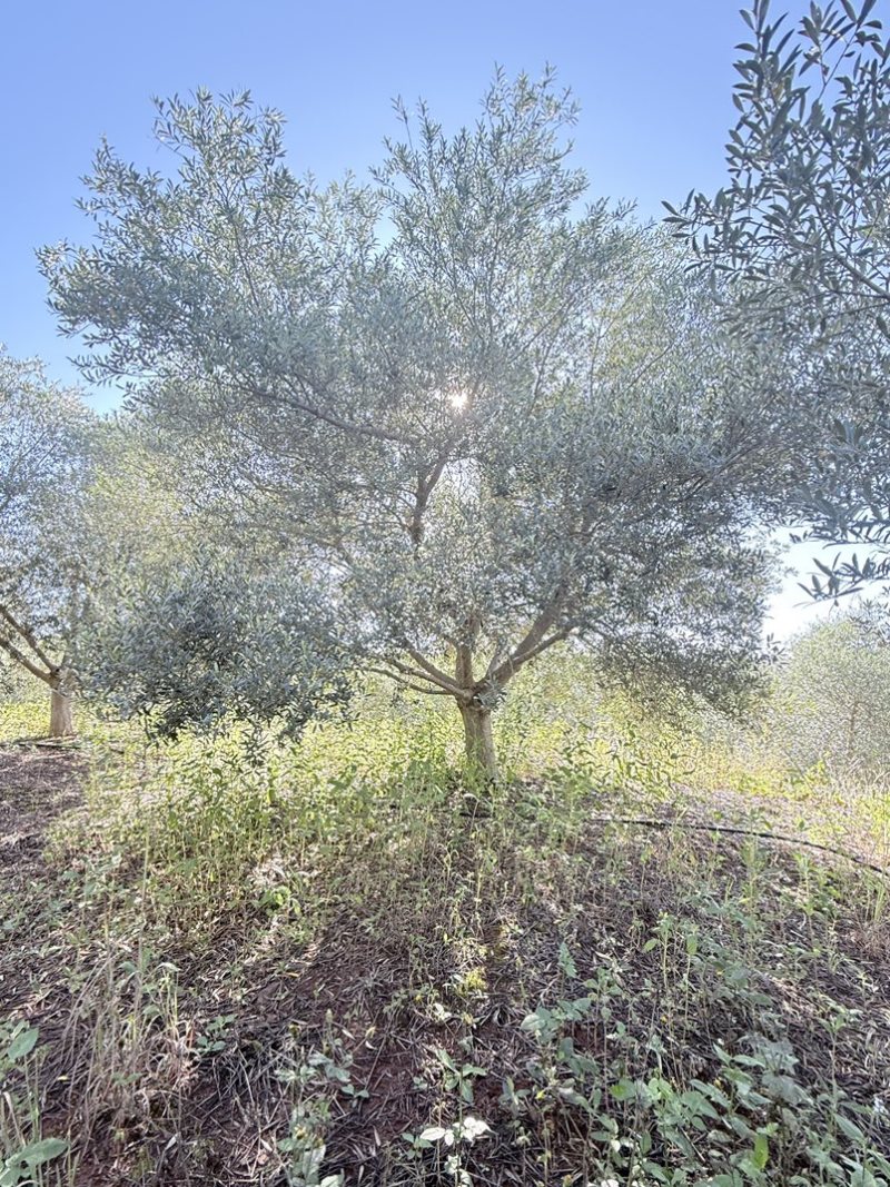 油橄榄树