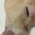 【熟牛脸肉-求合作】批发50斤牛副产品熟食熟牛脸肉
