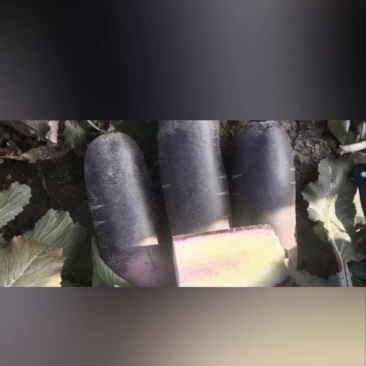 精品冰激凌萝卜