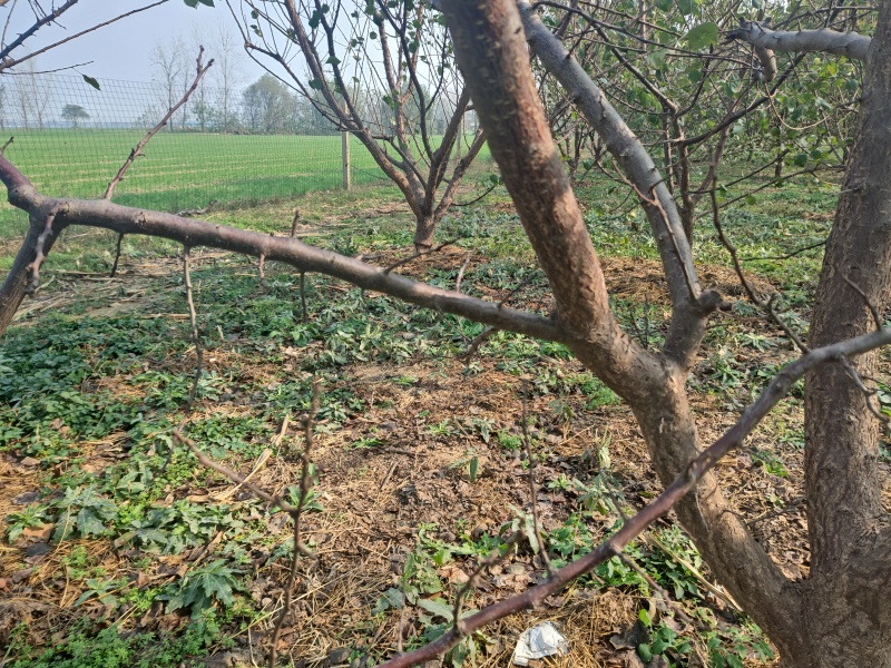 5年杏树苗，品种是郑州果树研究所玫香、玫硕两个品种