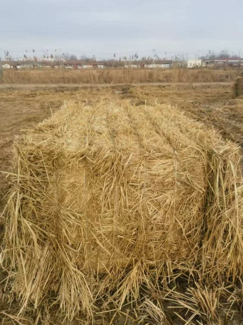 稻草，一次成型大方捆，水份安全，无土无霉变