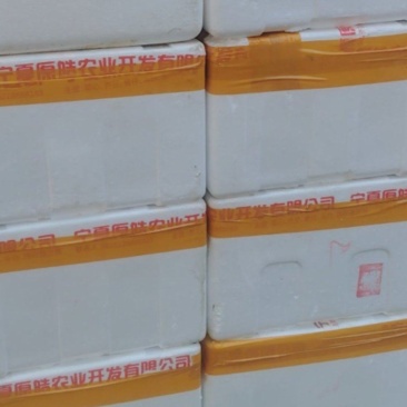 每天都是新鲜货，现拉现买我们以泡沫箱的形式向外出售