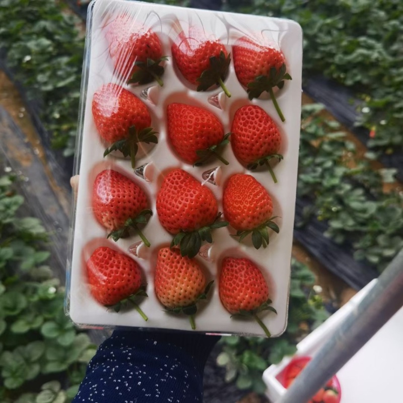 本地草莓大量上市