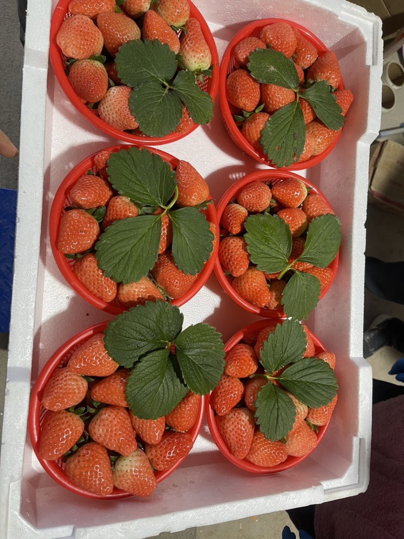 本地草莓大量上市