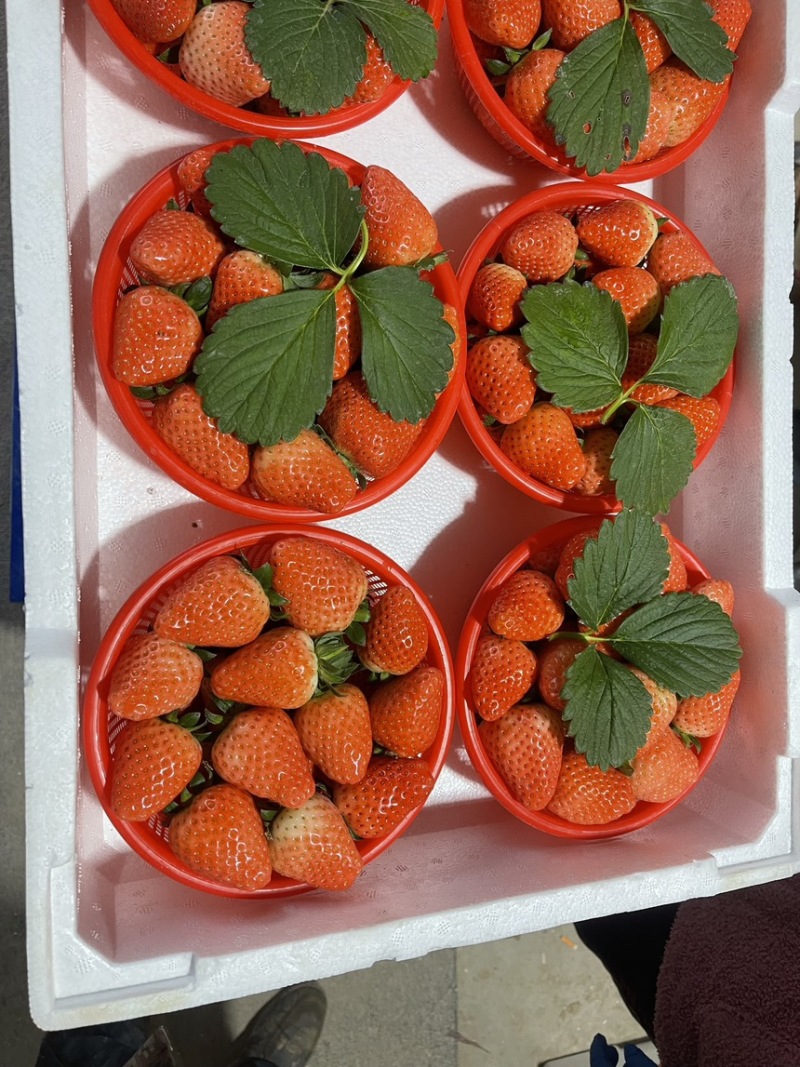 本地草莓大量上市