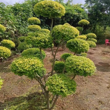 亮晶女贞造型棒棒糖盆栽花镜植物球耐寒耐热四季常青庭院别墅