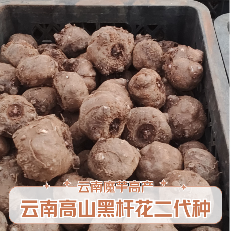 高山黑杆花魔芋二代，一代，抗病能力强，澎大系数高