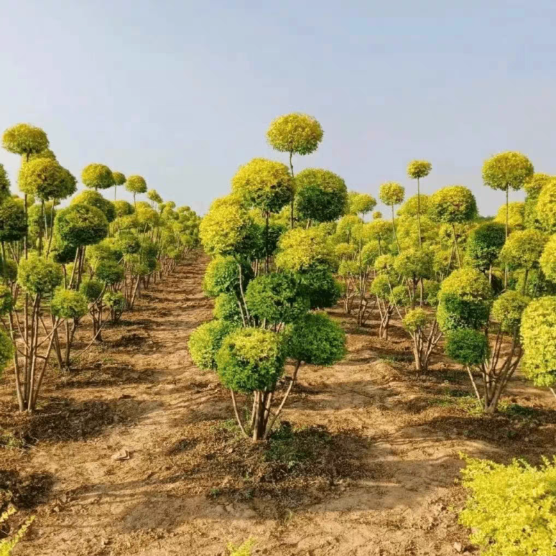 亮晶女贞造型棒棒糖盆栽花镜植物球耐寒耐热四季常青庭院别墅