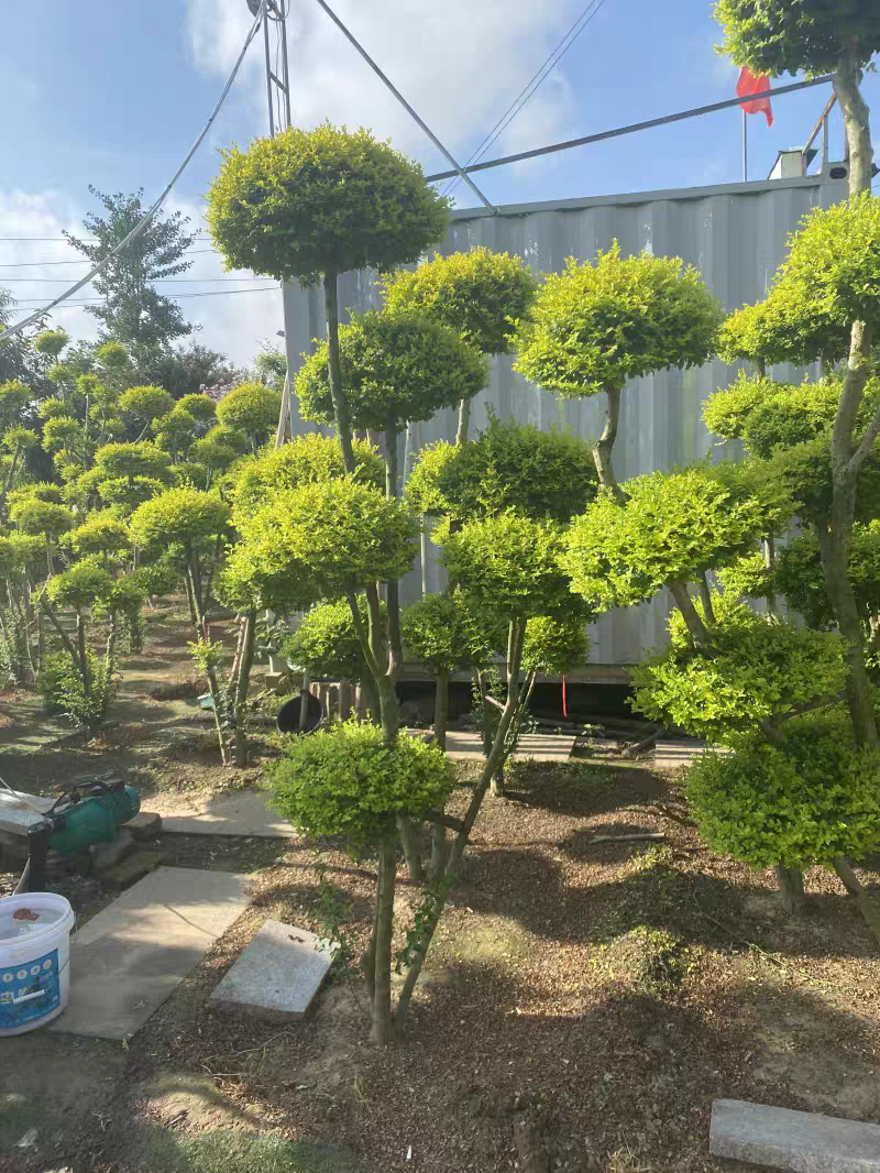 亮晶女贞造型棒棒糖盆栽花镜植物球耐寒耐热四季常青庭院别墅