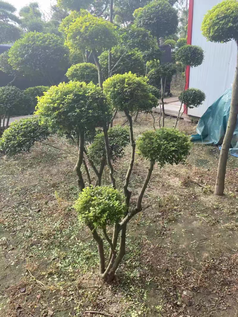 亮晶女贞造型棒棒糖盆栽花镜植物球耐寒耐热四季常青庭院别墅