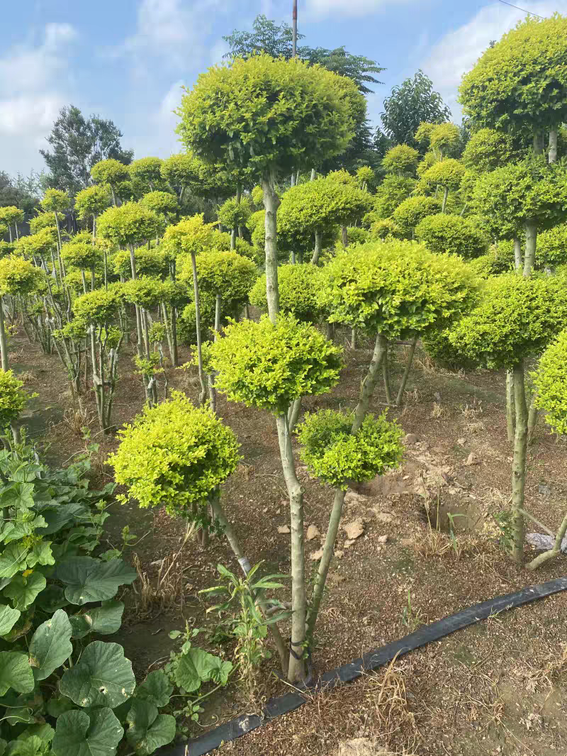 亮晶女贞造型棒棒糖盆栽花镜植物球耐寒耐热四季常青庭院别墅