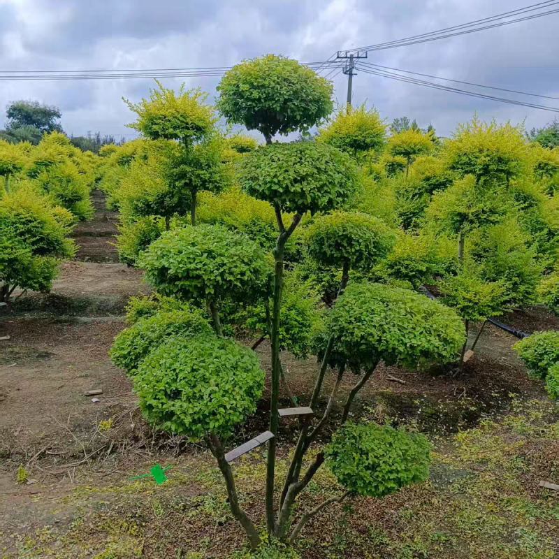 亮晶女贞造型棒棒糖盆栽花镜植物球耐寒耐热四季常青庭院别墅