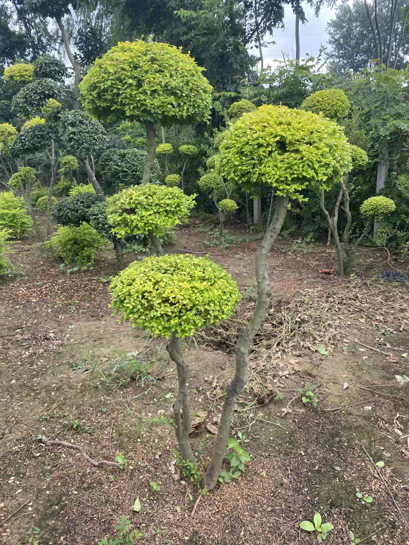 亮晶女贞造型棒棒糖盆栽花镜植物球耐寒耐热四季常青庭院别墅