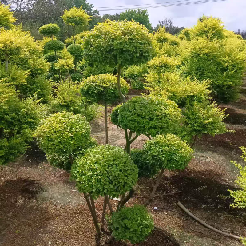 亮晶女贞造型棒棒糖盆栽花镜植物球耐寒耐热四季常青庭院别墅