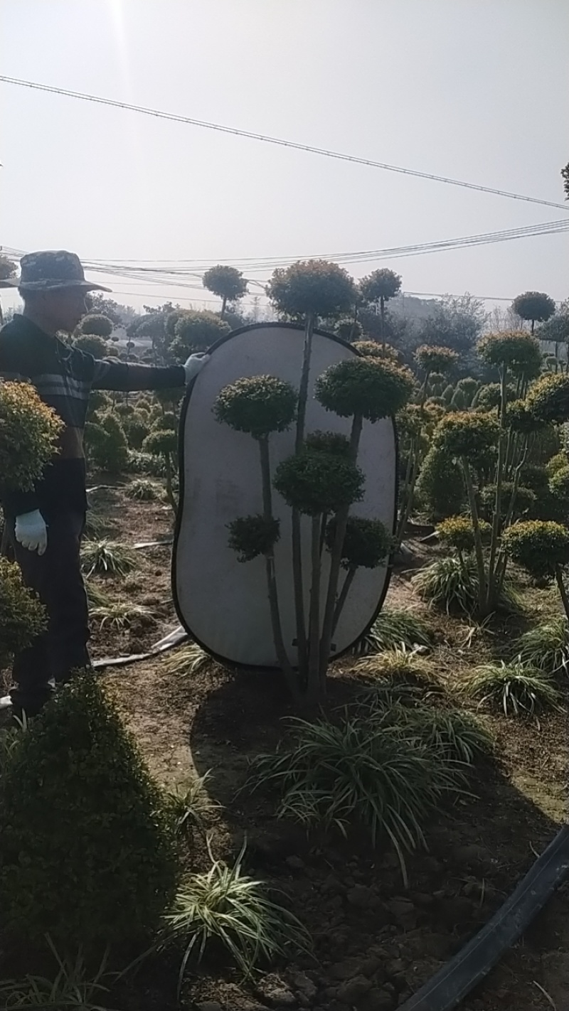 亮晶女贞造型棒棒糖盆栽花镜植物球耐寒耐热四季常青庭院别墅