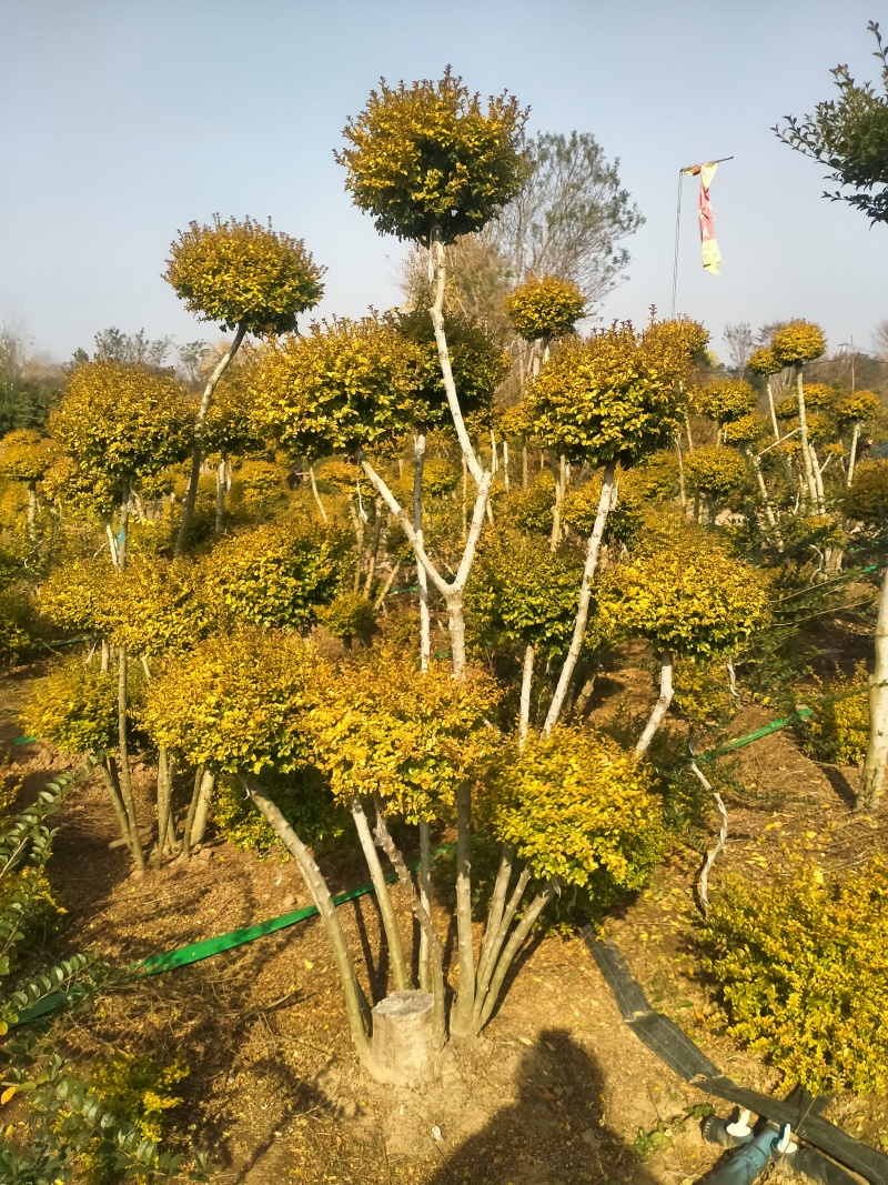 亮晶女贞造型棒棒糖盆栽花镜植物球耐寒耐热四季常青庭院别墅