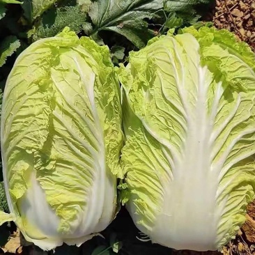 白菜河南白菜大量上市产地直发毛毛钱直供蔬菜批发市