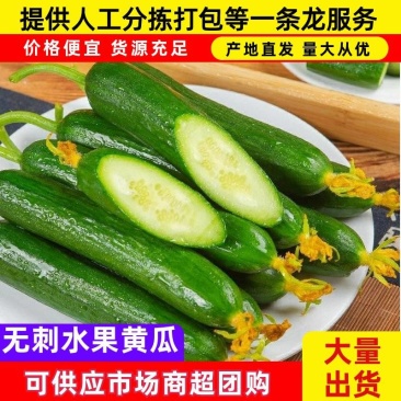 潍坊寿光无刺水果小黄瓜,脆嫩可口,保质保量,欢迎来电咨询