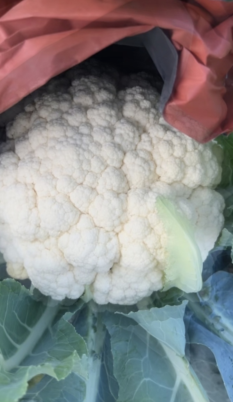 河南千亩花菜直供！新鲜脆嫩价优，实力基地随时看