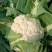 河南千亩花菜直供！新鲜脆嫩价优，实力基地随时看