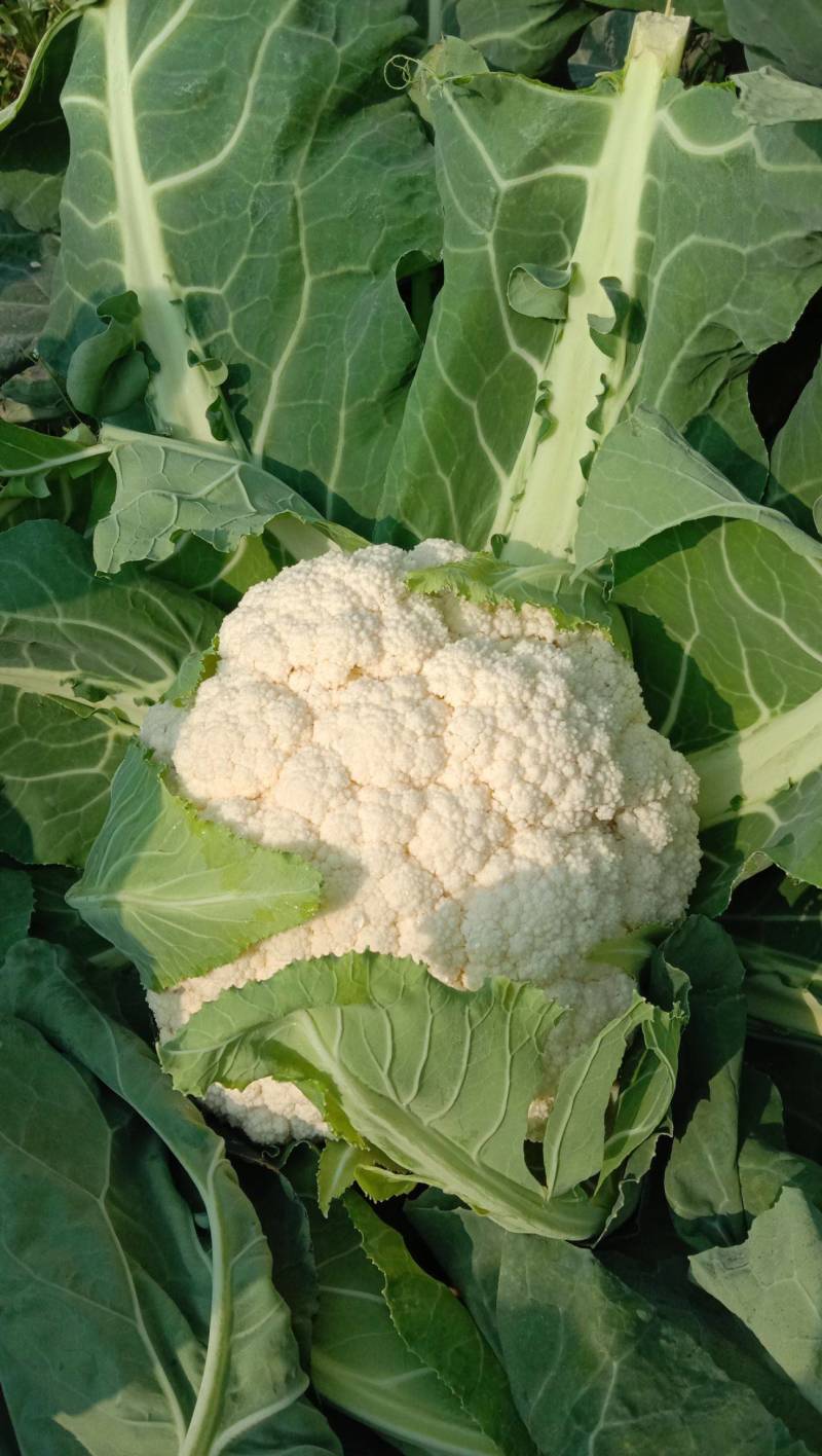 河南千亩花菜直供！新鲜脆嫩价优，实力基地随时看