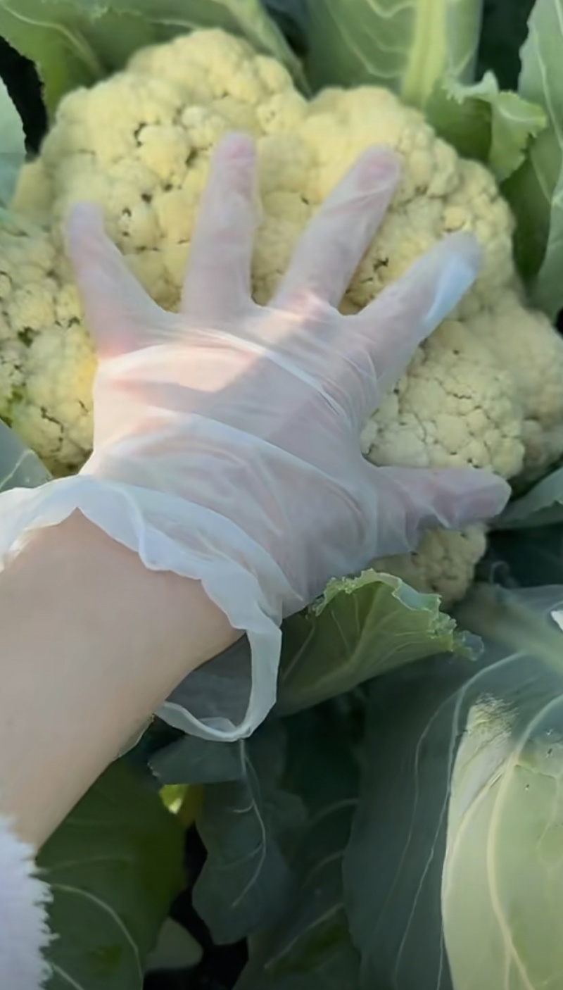 河南千亩花菜直供！新鲜脆嫩价优，实力基地随时看