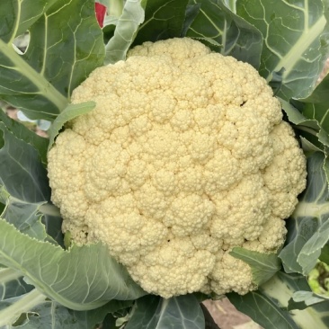 河南千亩花菜直供！新鲜脆嫩价优，实力基地随时看