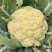 河南千亩花菜直供！新鲜脆嫩价优，实力基地随时看