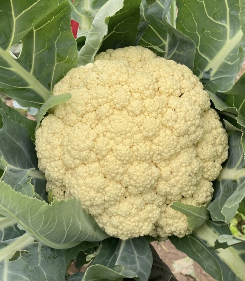 河南千亩花菜直供！新鲜脆嫩价优，实力基地随时看
