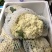 河南千亩花菜直供！新鲜脆嫩价优，实力基地随时看