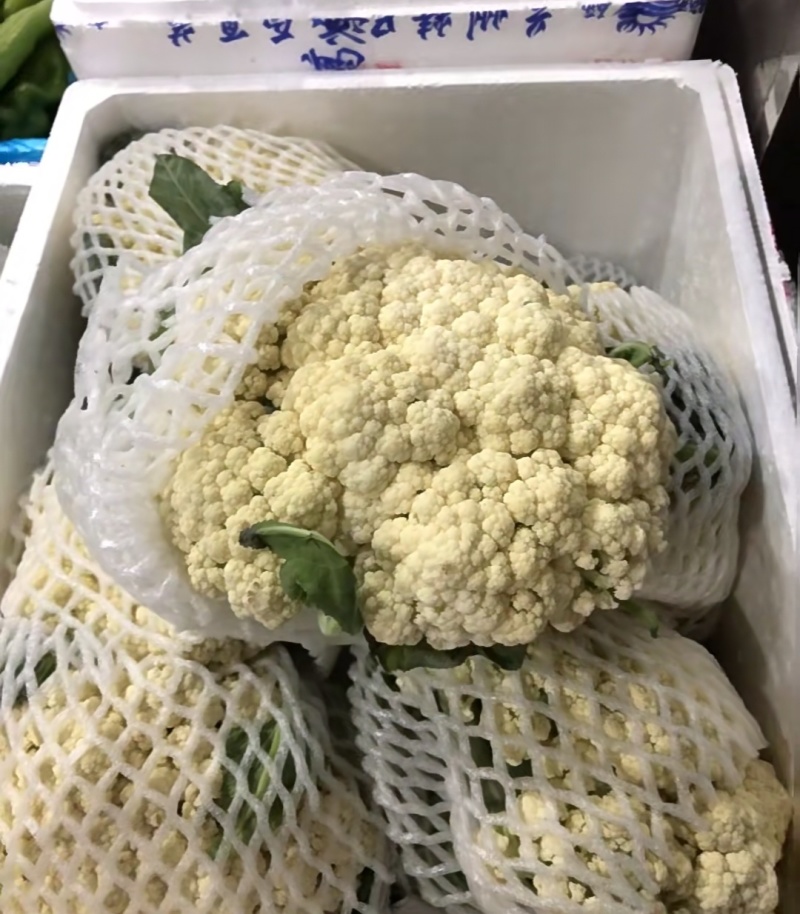 河南千亩花菜直供！新鲜脆嫩价优，实力基地随时看