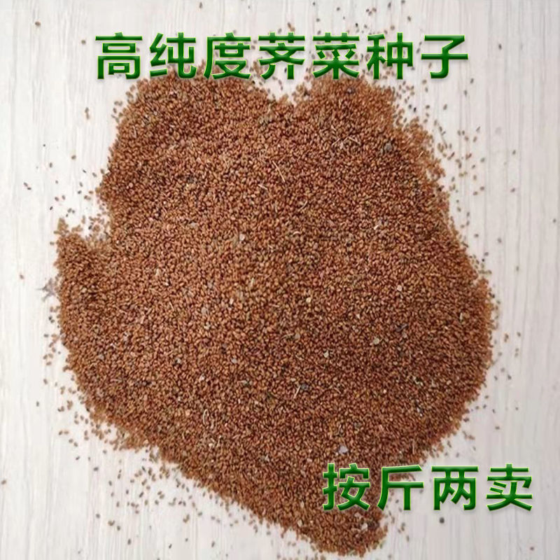 荠菜种子野生荠菜种子大叶荠菜荠菜阳台盆栽