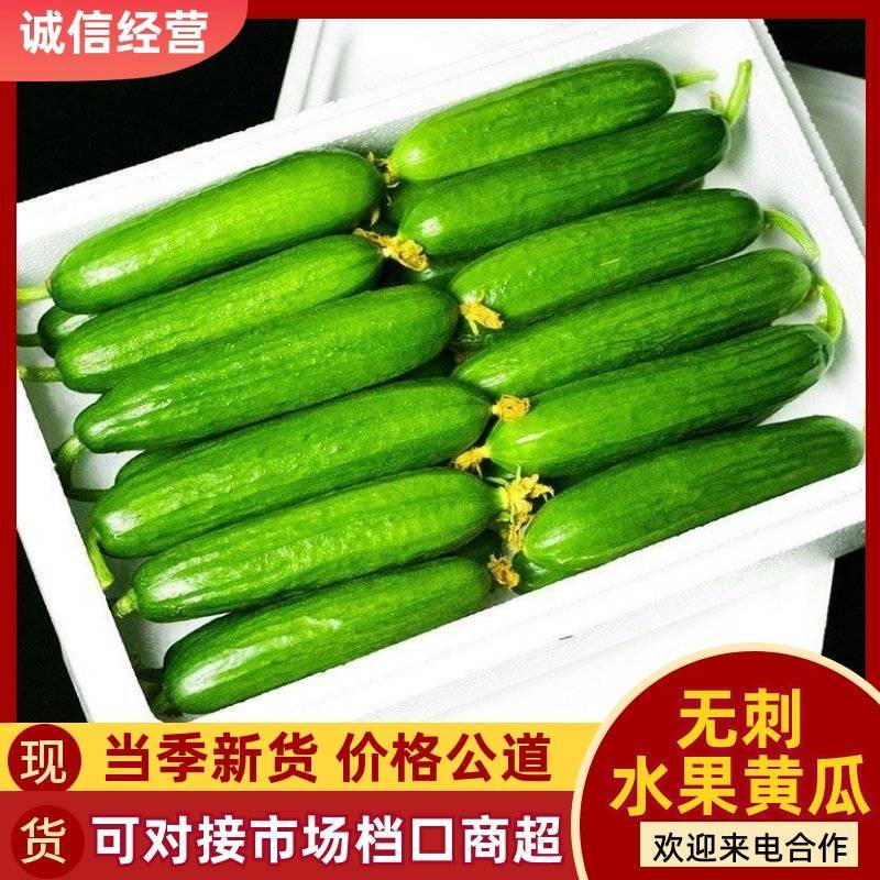 山东潍坊寿光水果小黄瓜，现摘现发，对接全国市场可视频看货