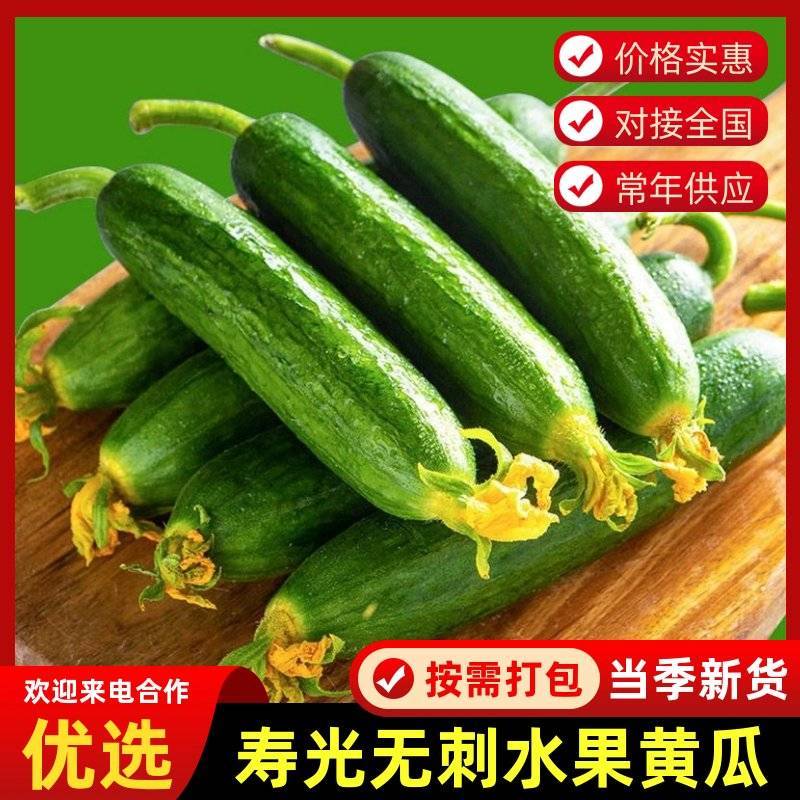 脆嫩水果小黄瓜，产地直发，品质保证，欢迎来电咨询选购