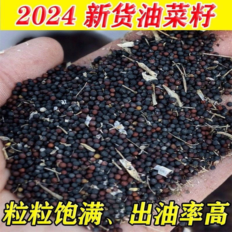 油菜花籽种子观赏高产榨油多彩油菜花种子耐热耐寒花种易活